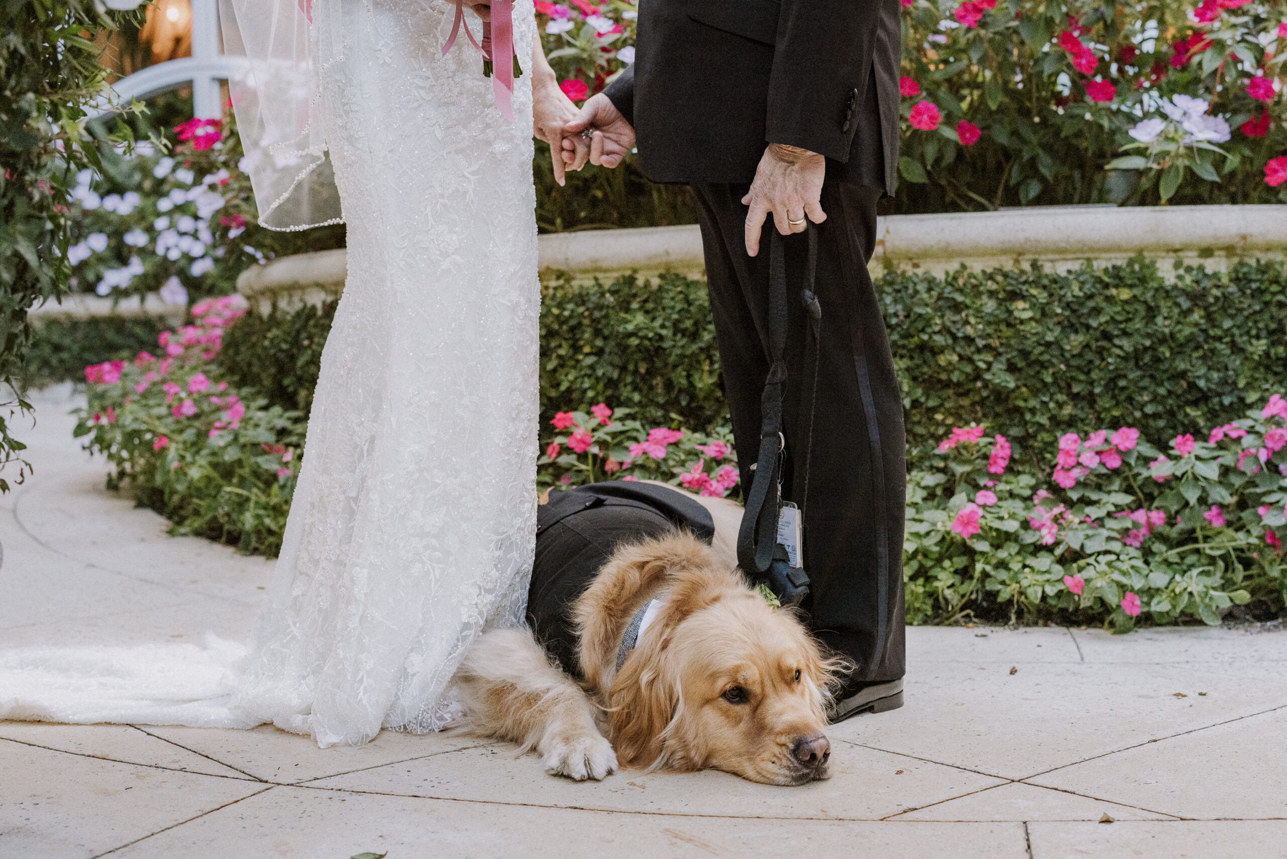 Peninsula Beverly Hills Wedding with golden retriever best man